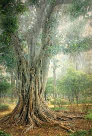 Jardines De Murillo Sevilla Jardines Sevilla Y Fotos