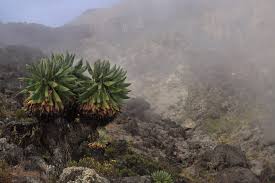 Image result for Dendrosenecio