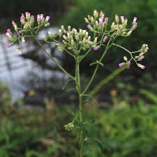 Image result for Vernonia cinerea