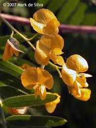 Image result for Sesbania sericea