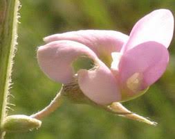 Image result for Tephrosia praecana