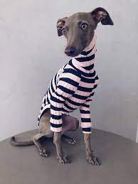 Italian Greyhound And Whippet Clothes Iggy Clothes Dog Sweater Ropa Para Galgo Italiano Y Whippet Black Pink In 2021 Italian Greyhound Italian Greyhound Clothes Greyhound