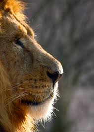 doganin en etkileyici 55 hareketli fotografi lion live wallpaper animals wild lion