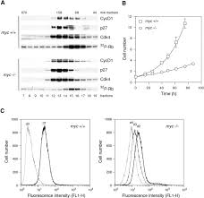 Check spelling or type a new query. The Proto Oncogene C Myc Acts Through The Cyclin Dependent Kinase Cdk Inhibitor P27kip1to Facilitate The Activation Of Cdk4 6 And Early G1phase Progression Journal Of Biological Chemistry