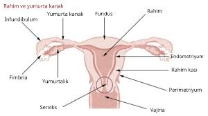 Endométrio – Wikipédia, a enciclopédia livre
