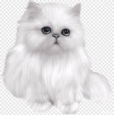 Kucing himalaya adalah jenis kucing dengan sepasang mata biru cerah dan warna titik pada rambut panjang atau bulunya. Persian Cat Himalayan Cat Exotic Shorthair Asian Semi Longhair Siamese Cat Cute Kitty Mammal Cat Like Mammal Png Pngegg