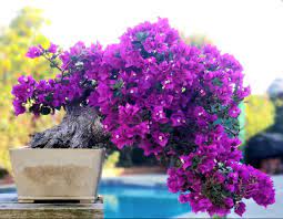 Pin On A 49 Bougainvillea Urbandori