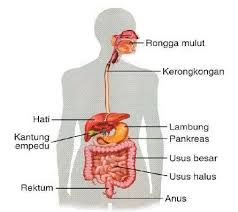 Sistem pencernaan meliputi mulut, pankreas, kantong empedu, lambung, usus, dan rektum.sistem pencernaan pada menusia ini sering terjadi gangguan dan penyakit, sehingga kalau tidak Sistem Pencernaan Manusia Organ Penyusun Fungsi Dan Gambarnya
