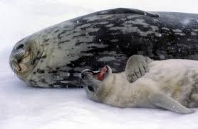 Weddell Seals Antarctica Fact File