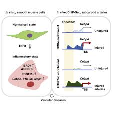 Smooth muscle (also known as visceral muscle due to the locations in which they are present ) is one of the three main types of muscle tissue that exist in the human body. A Hierarchical And Collaborative Brd4 Cebpd Partnership Governs Vascular Smooth Muscle Cell Inflammation Sciencedirect
