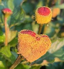 Image result for Spilanthes