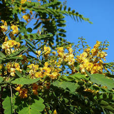 Image result for Tipuana