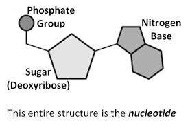 Strive to know about concepts and to make connections to other concepts. 03 05 Dna Replication Biology Notebook Flashcards Quizlet