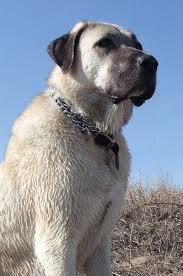 Kangal Dog Kangal Kopegi Kopek Turleri Kopek