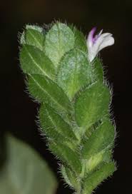Image result for Dicliptera minor