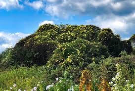 Image result for Ipomoea adenioides