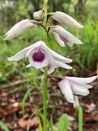 Image result for Orthochilus euanthus