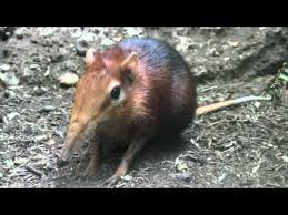 Awwwwwww Cute Yawning Black Rufous Elephant Shrew Elephant Shrew Big Animals Tame Animals