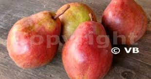 Hruska Williamsova Cervena Ovocna Skolka Stape Vajda S R O Pear Fruit Dula