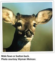 Buck jones nursery specializes in the highest quality landscape grade plant material along with stone, mulch, and grass sod. Deer Frequently Asked Questions Virginia Dwr