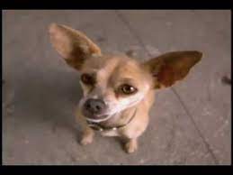 Let Me Take You Back To 1999 Back To The Days Of Taco Bell S Chihuahua Who Was Voiced By Carlos Alazraqui Https Youtu Be A Chihuahua Taco Bell Spanish Music