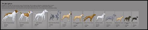 19 Bully Breed Comparison Chart Bully Breed Comparison