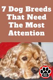 Many Breeds Do Fine With Regularly Amounts Of Human Love And Attention But Some Are A Little Bit More High Maint Dog Breeds Best Dogs For Kids Every Dog Breed