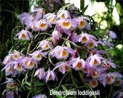 Image result for Rhipidoglossum densiflorum