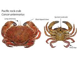 Odfw Recreational Crab Fishing Crab Id