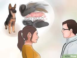 Remember, it's normal for the ears to take a long time to stand up. How To Tape Up Stubborn German Shepherd Puppy Ears With Pictures