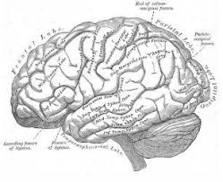 Vintage Brain Anatomy Keychain Zazzle Com In 2020 Brain Illustration Anatomy Art Anatomy Images