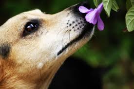 Maybe you would like to learn more about one of these? Sierra Pet Clinic Home Facebook