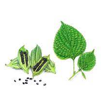 Like Black Sesame In A Pod What A Great Discovery To Find Out Sesame Grows In Hairy Pods Illustration Cartoon Logo Food Illustrations