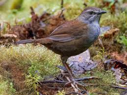 Image result for Linderniella gracilis