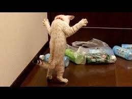 Here S A Compilation Of World S Best And Funniest Cat Videos That Will Make You Laugh For Su Excited Cat Funny Cat Compilation Challenges Funny