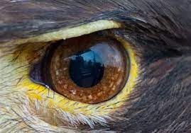 Golden Eagle S Eye Eagle Images Eagle Pictures Eagle Drawing