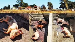 She has never been prosecuted. Cabonena Alfred On Twitter Know Your Politician Pigs Were Eating Pigs At Thandi Modise S Farm It Is A Fact Suddenly Thandi Modise Turned It Into A Race Issue She Doesn T Want To Take