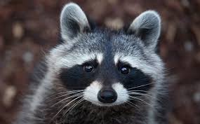 The sound of an animal rustling or scurrying about the attic or in the chimney is a common sign. Raccoons Are Dangerous Critters To Have Hanging Around Your Kittitas Yard