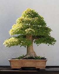 Resultado de imagen para CUIDADO DE BONSAI