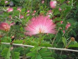 Image result for Calliandra surinamensis