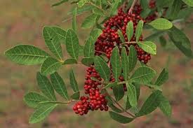 Image result for Schinus