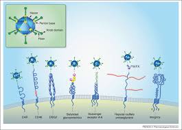 These primary cell cultures were often noted to spontaneously degenerate over time, and adenoviruses are now known to be a common cause of asymptomatic respiratory tract infection that. Adenovirus Receptors Implications For Targeting Of Viral Vectors Sciencedirect