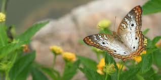 Image result for images emperor moth chrysalis