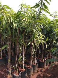 It naturally has a very royal and rich taste, flavour, aroma and small. Kesar Mango 2 Year Plant At Rs 169 Piece Mango Plant Id 15000938188