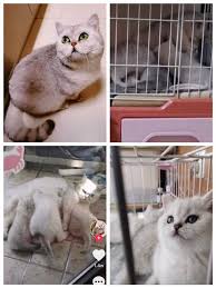 Kahraman Kedi Lele Ailesi Karantinaya Alindi O Hayatta Kalmayi Basardi 2020 Kedi Vuhan Hayat