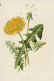 Pin By Emmyl Pencu On Tattoos Dandelion Art Botanical Drawings Yellow Botanical