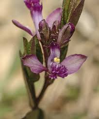 Image result for Polygala stenopetala