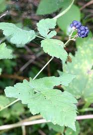 Image result for Rubus kirungensis
