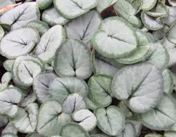 Leucadendron argenteum (silver tree, silver leaf tree, afrikaans: Pottertons Nursery Cyclamen Coum Silver Leaf