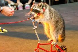 Uk Raccoon Forced To Ride A Bicycle In Promotion Of Responsible Pet Ownership Pet Ownership Animals Picture Blog